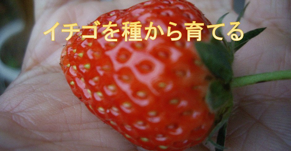 イチゴを種から育てる イチゴ缶 イチゴ栽培キット Let S Green Life