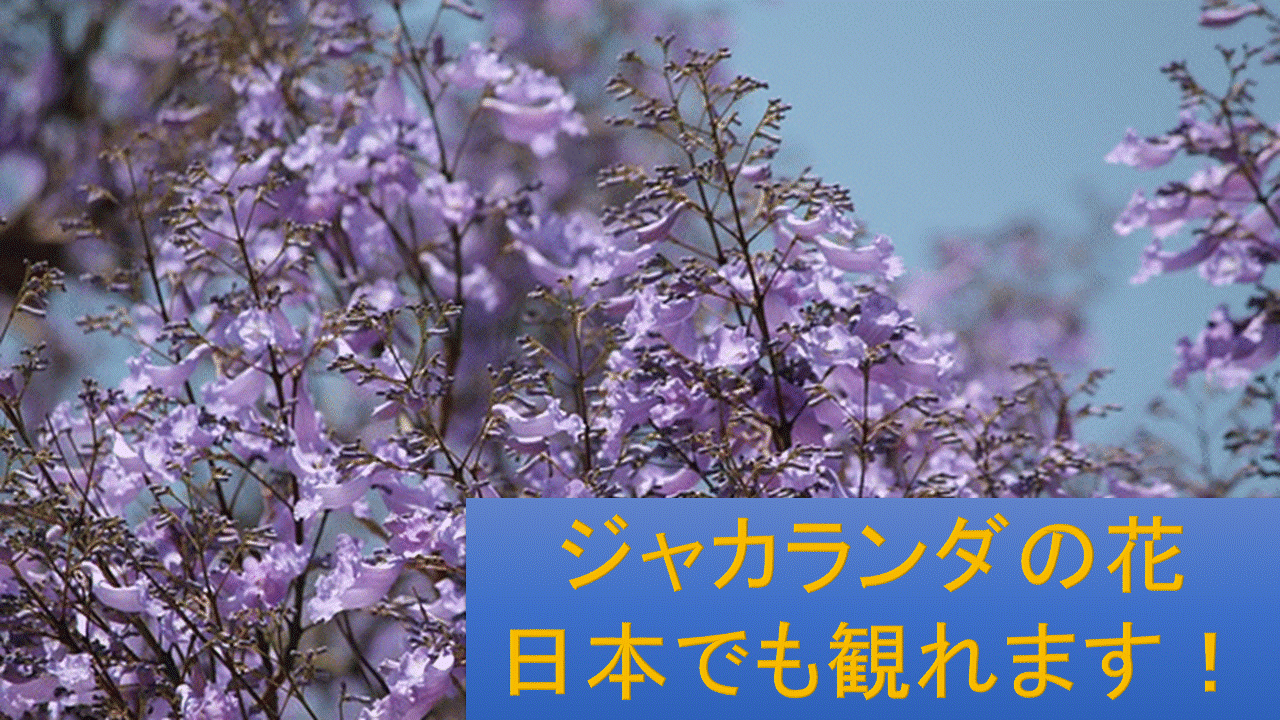 ジャカランダの珍し花が 日本でも観れます Let S Green Life