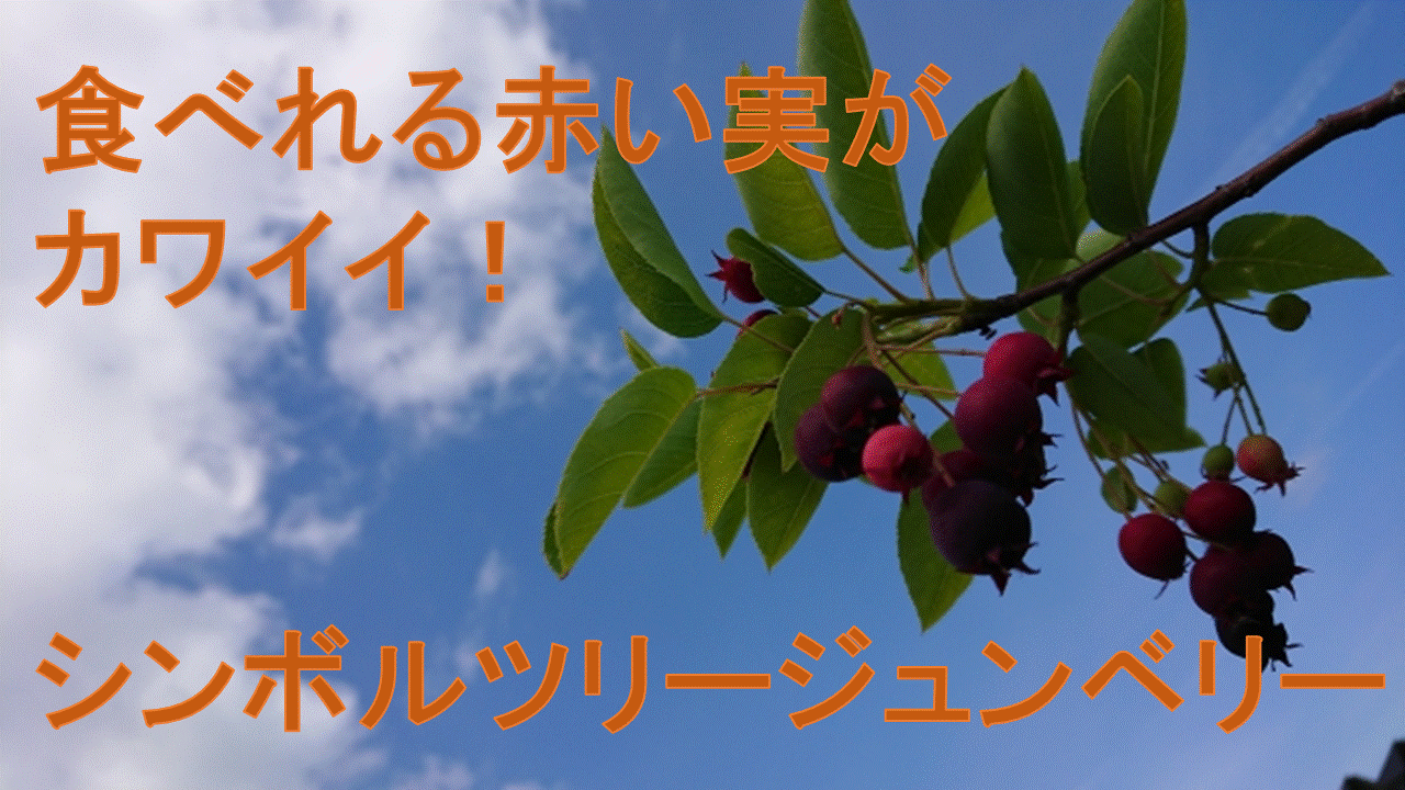 食べれる赤い実がカワイイ シンボルツリーのジュンベリー Let S Green Life