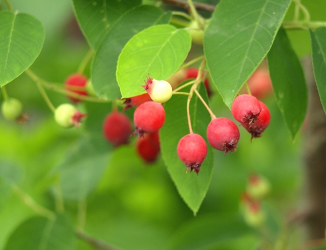 食べれる赤い実がカワイイ！ シンボルツリーのジュンベリー | Let's Green Life