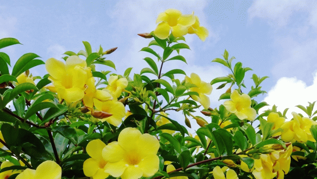 美しい アラマンダの花よ 実はプルメリアと親戚です Let S Green Life
