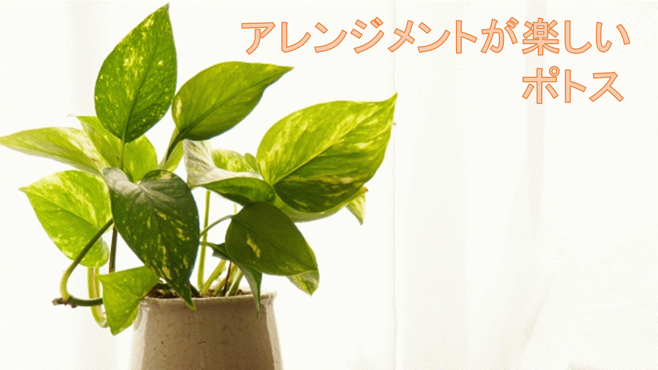 代引不可 ポトス 苗 斑入り 琉球 巨大 黄金葛 観葉植物 ハブ カズラ 