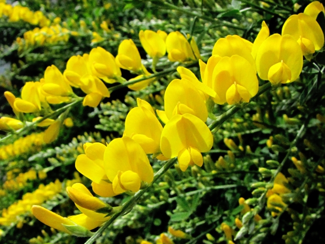 黄色いおまめの花 ふっさふさの存在感 エニシダ Let S Green Life