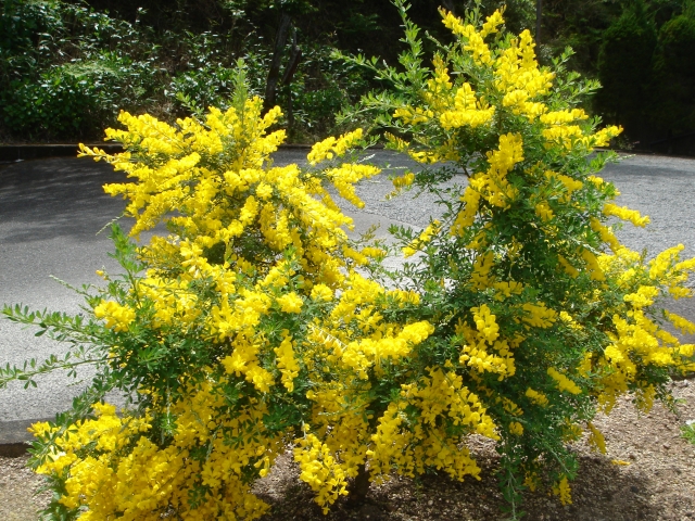 黄色いおまめの花 ふっさふさの存在感 エニシダ Let S Green Life
