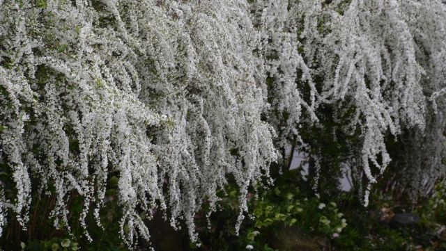 多数の白く小さな花の美 ユキヤナギ コデマリ Let S Green Life