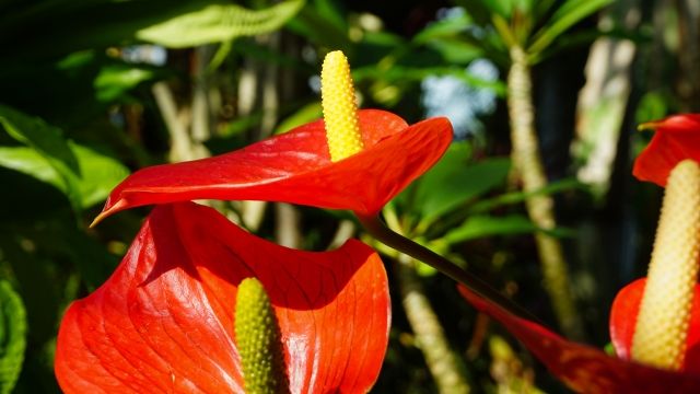 可愛らしい熱帯植物の花？ アンスリウム。 | Let's Green Life