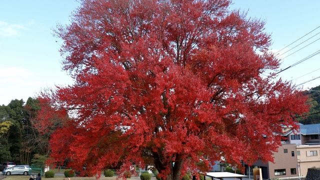 赤い花や紅葉が美しい ハナノキ ハナカエデ Let S Green Life